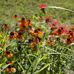 Au Chateau, Luby- Betmont *